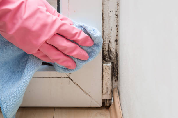 Best White Mold Remediation in Oostburg, WI
