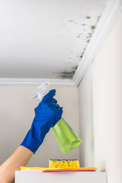 Best Kitchen Mold Remediation in Oostburg, WI